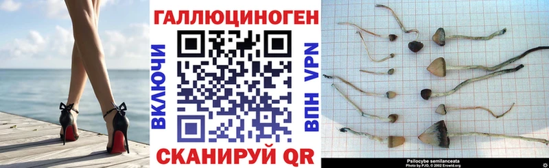 где найти   Инза  Галлюциногенные грибы Cubensis 